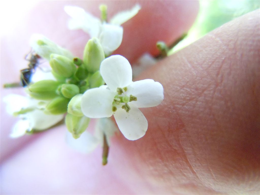 Alliaria petiolata